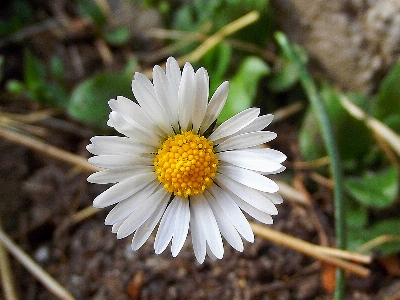 Foto Alam rumput tanaman putih