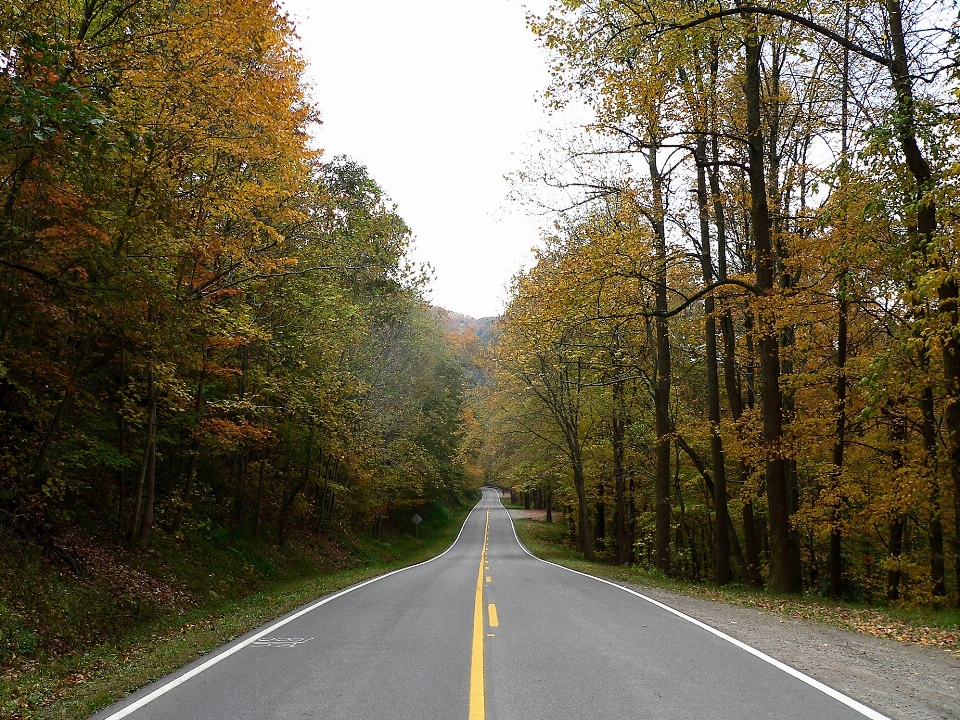 Landscape tree forest road