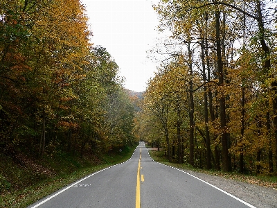 Landscape tree forest road Photo