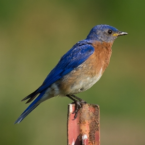 Foto Natura uccello animali selvatici becco