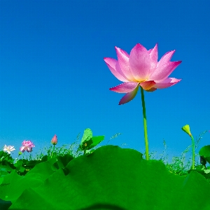 Foto Natura fiore pianta cielo