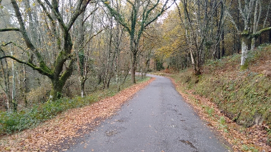 Tree forest road trail Photo