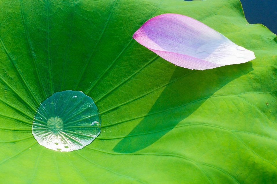 自然 植物 阳光 叶子