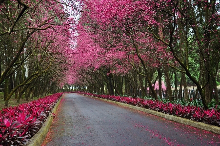 Landscape tree blossom plant Photo