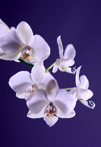 Blossom plant white flower Photo