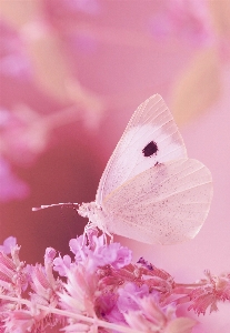 Blossom plant white photography Photo