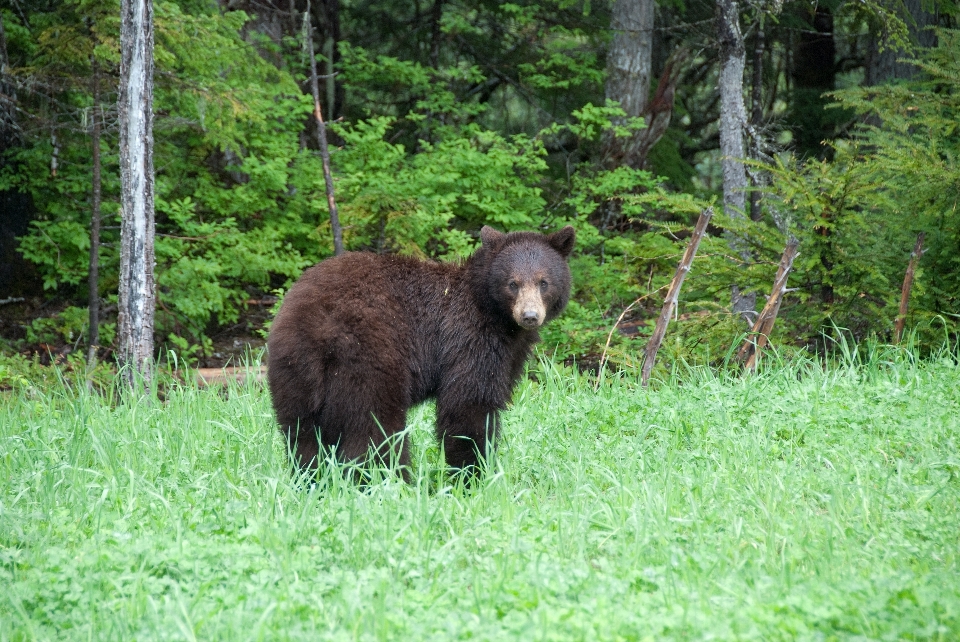 Bear wildlife zoo mammal