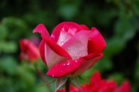 Plant flower petal rose Photo