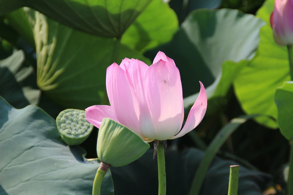 Nature plant flower petal