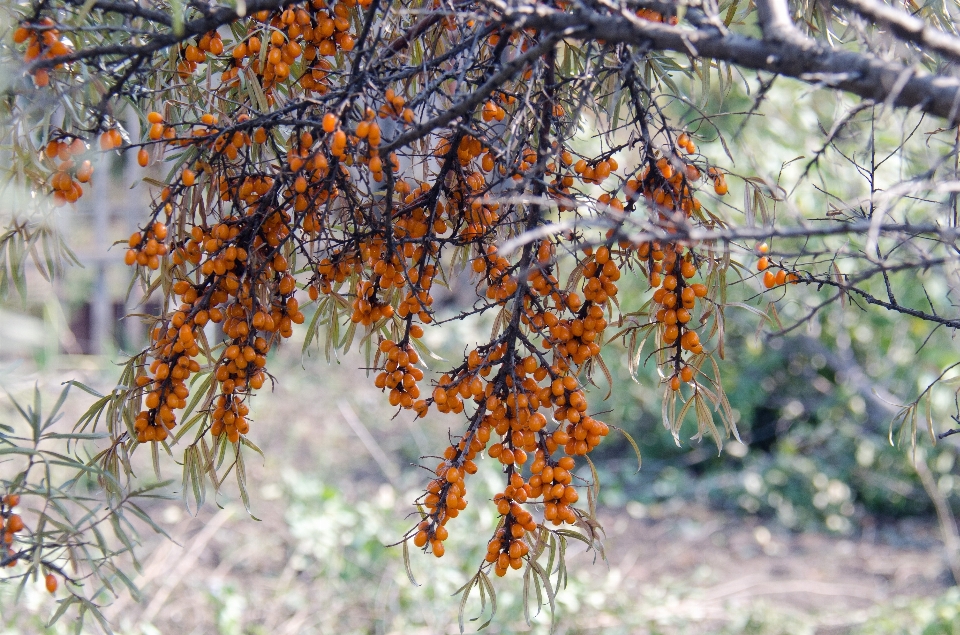 Baum natur zweig anlage