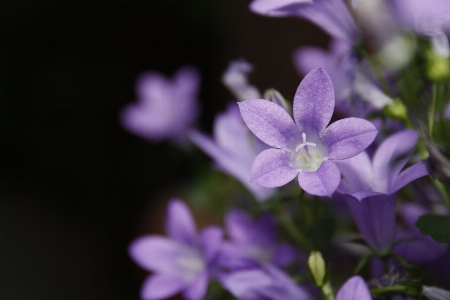 Blossom plant star flower Photo