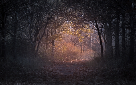 Foto Paisagem árvore natureza floresta