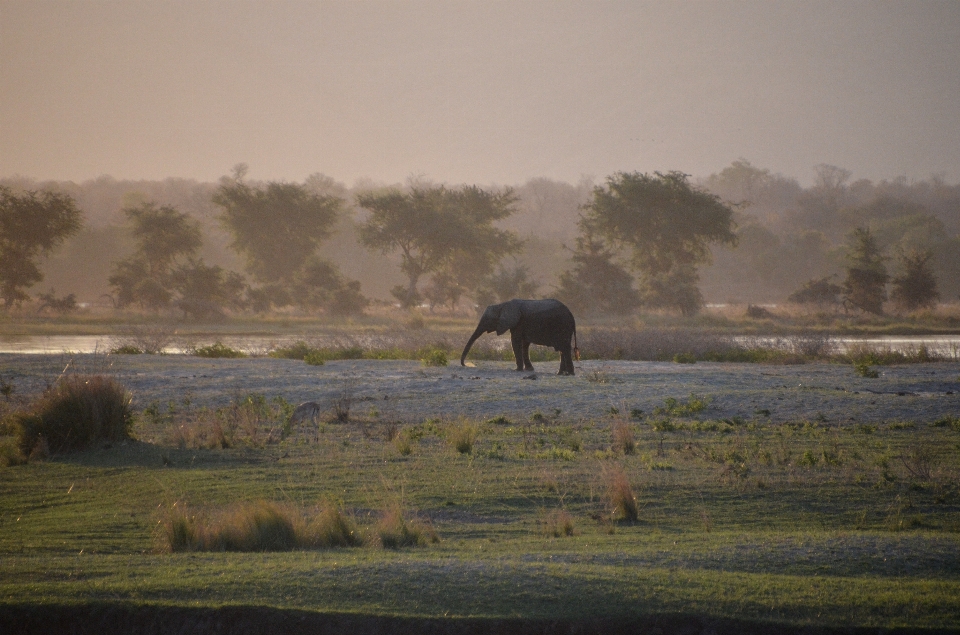 Fog mist morning wildlife