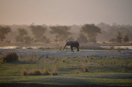 Fog mist morning wildlife Photo