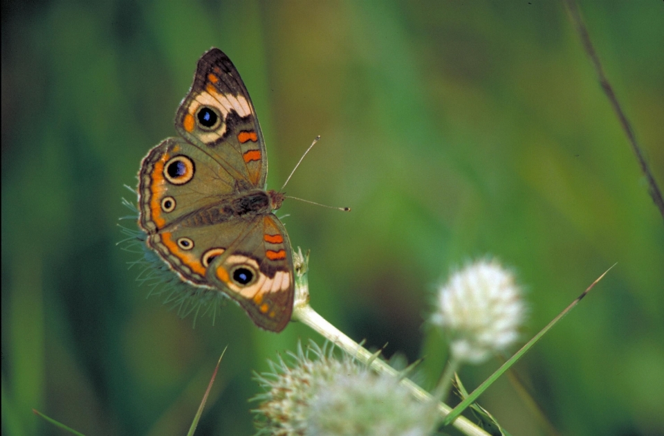 Nature herbe usine la photographie