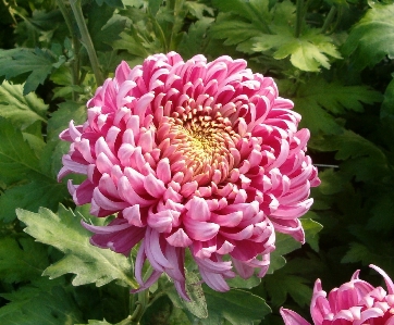 Blossom plant flower petal Photo