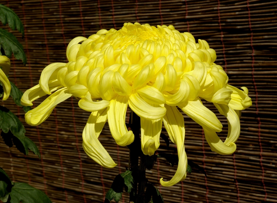 花 植物 咲く 緑