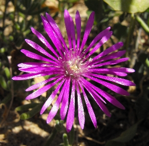 Landscape nature blossom plant Photo