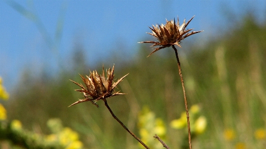 Nature grass plant sky Photo