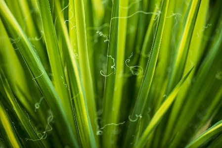 自然 草 アウトドア 露 写真