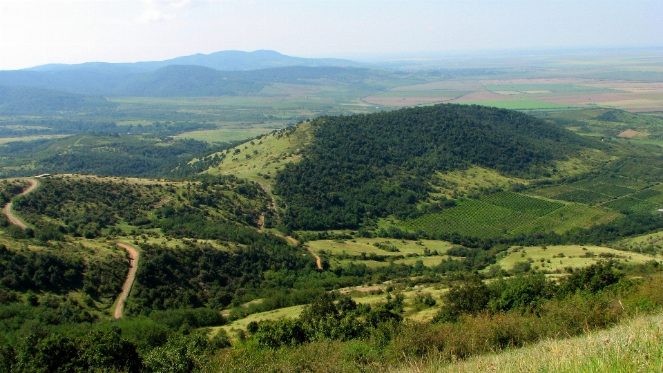 Paesaggio foresta sentiero erba