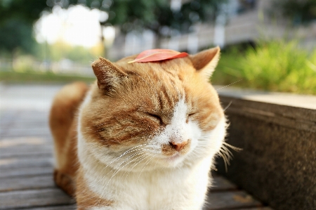 Foto Bonitinho gato mamífero nariz