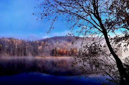 Landscape tree nature forest Photo