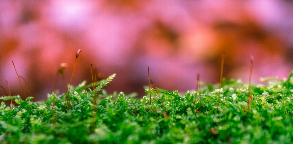 Natura las trawa zakład