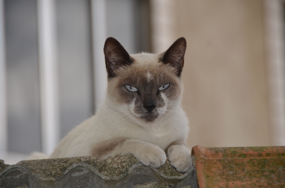 宠物 猫 猫科动物 哺乳动物