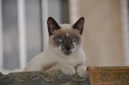 Photo Animal de compagnie chat félin mammifère