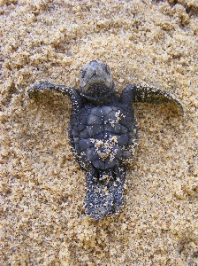 かわいい 野生動物 生物学 カメ 写真