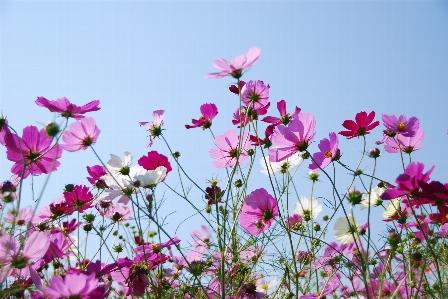 Blossom plant sky meadow Photo