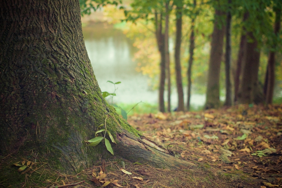 Tree nature forest wilderness