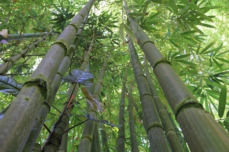 Tree nature forest branch Photo