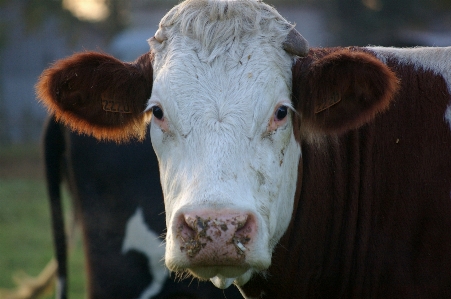 Portrait cow pasture mammal Photo