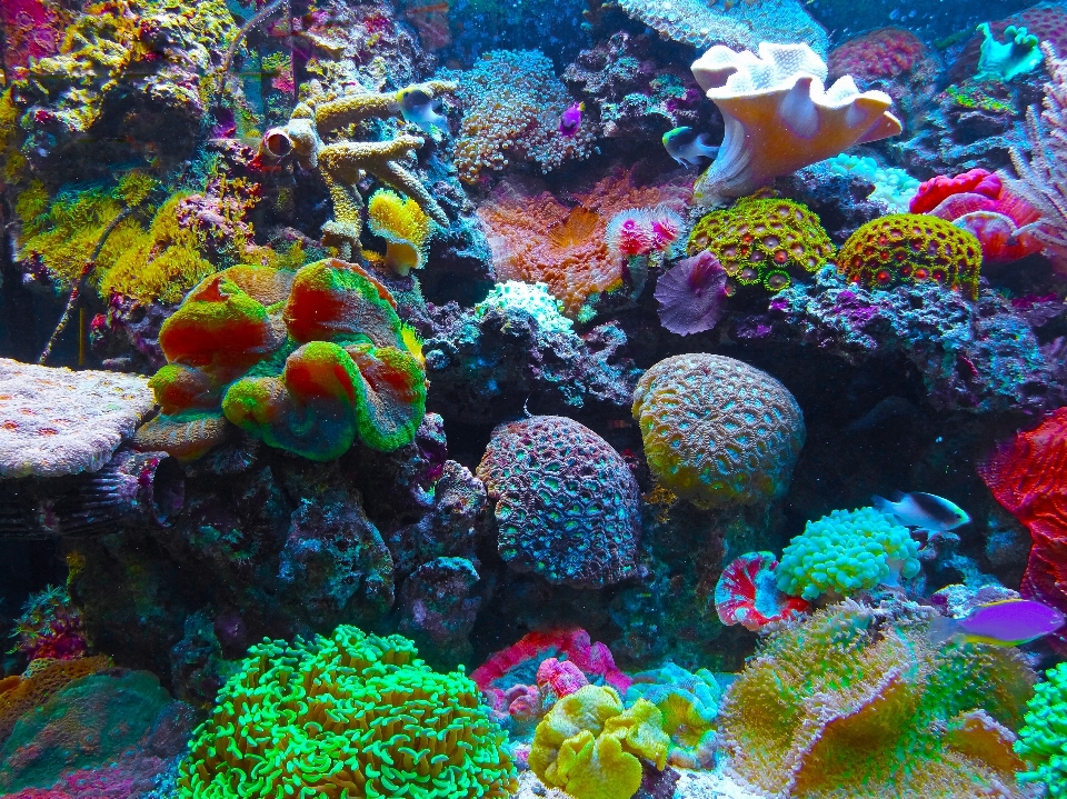 Sea biology coral reef