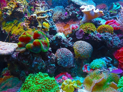 Sea biology coral reef Photo