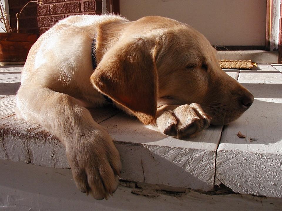 Cachorro perro animal lindo