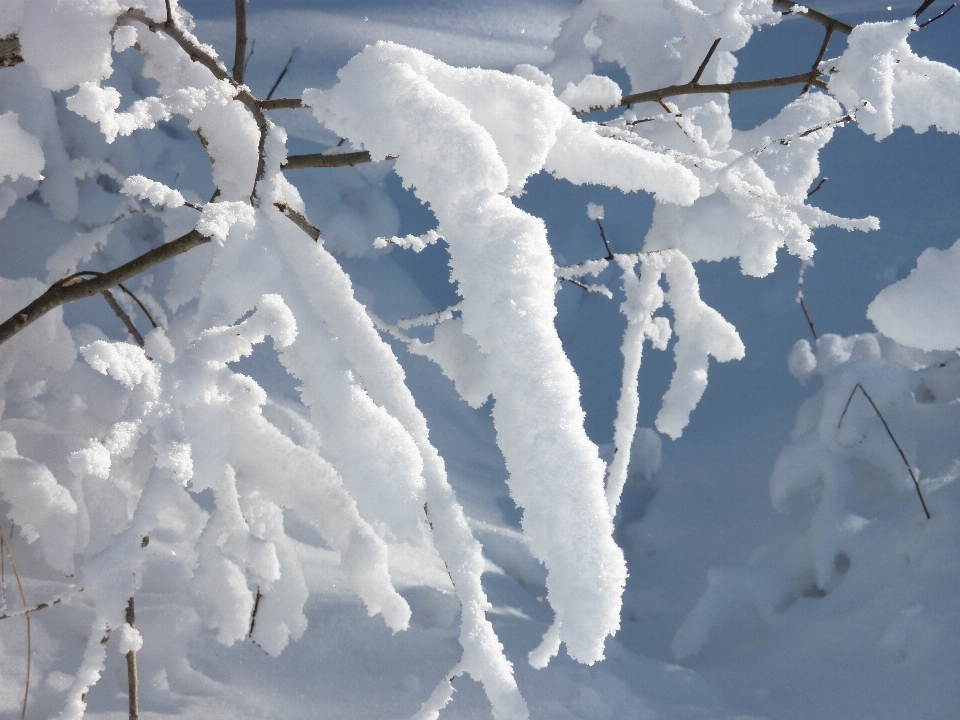 Filial neve frio inverno