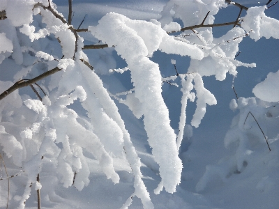 Branch snow cold winter Photo