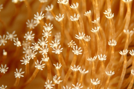 Sea branch sunlight leaf Photo