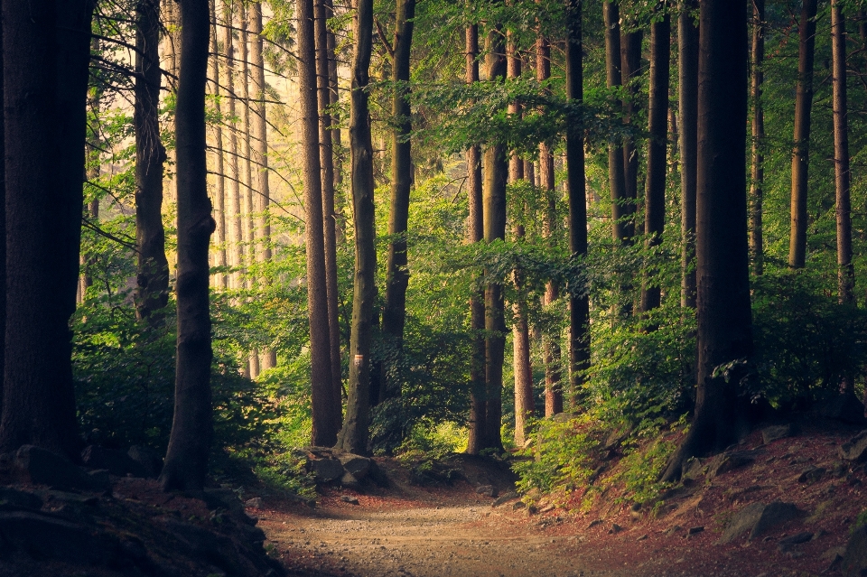 Paesaggio albero natura foresta