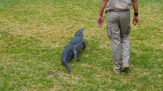 Grass bird lawn walk Photo