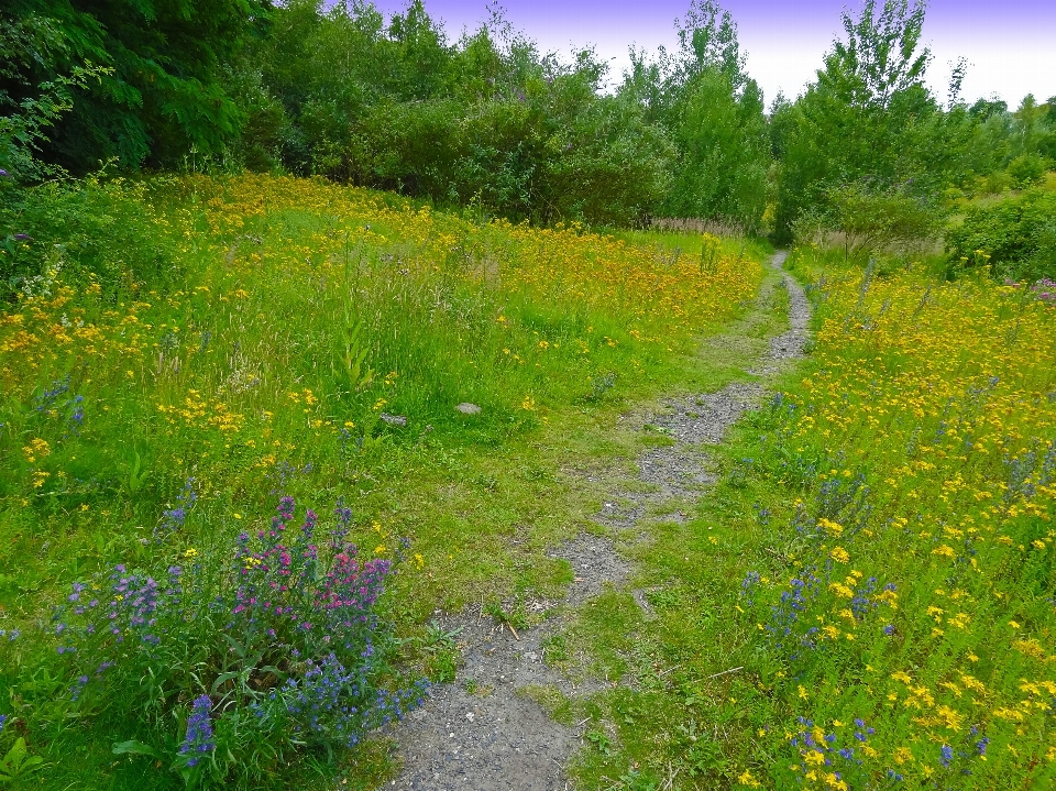 Natur weg gras anlage