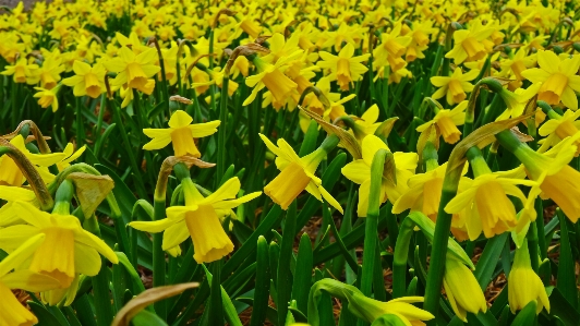 Blossom plant field flower Photo