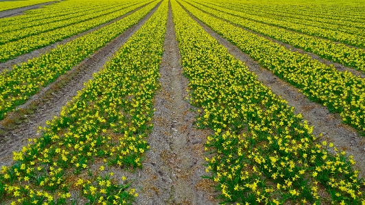 Foto Fiore pianta campo fioritura