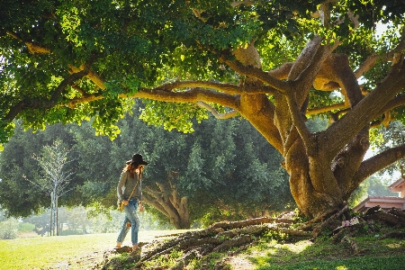 Tree nature forest walking Photo