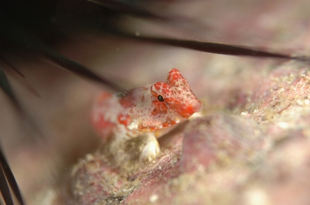 Sea diving biology amphibian Photo