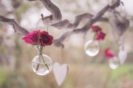 Nature branch blossom plant Photo