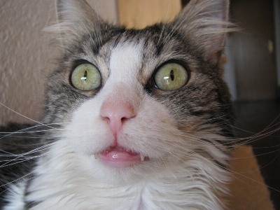 Foto Bianco e nero
 capelli animale domestico pelliccia